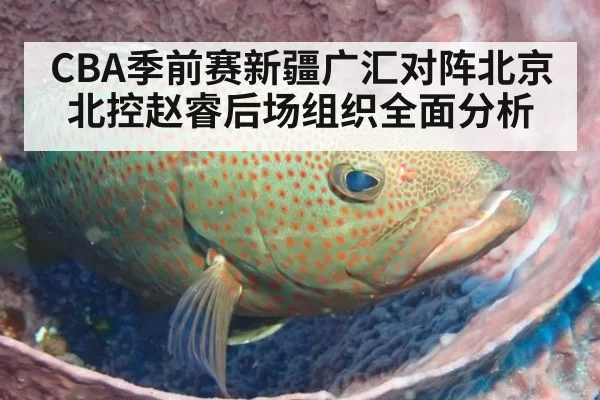 CBA季前赛新疆广汇对阵北京北控赵睿后场组织全面分析